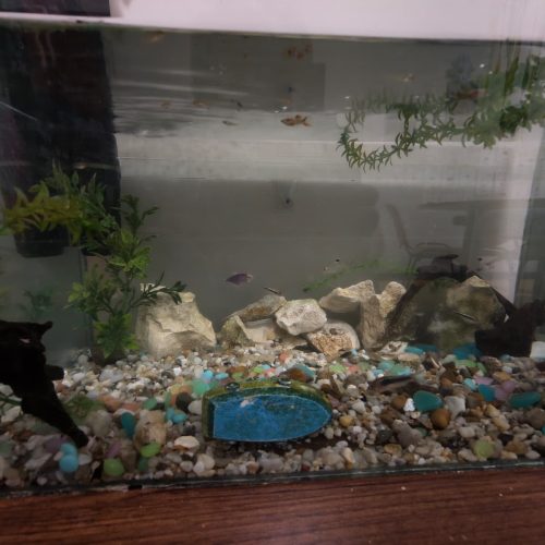 Pluskający, pełen rybek prezent dla dzieci z Adullam