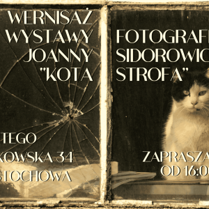 Kota strofa! Ludzie, róbcie zdjęcia